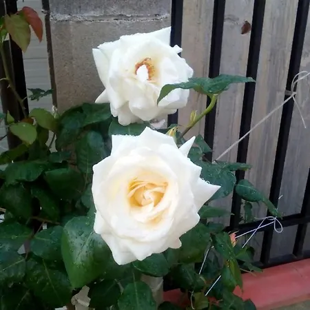 Hotel диана дик *