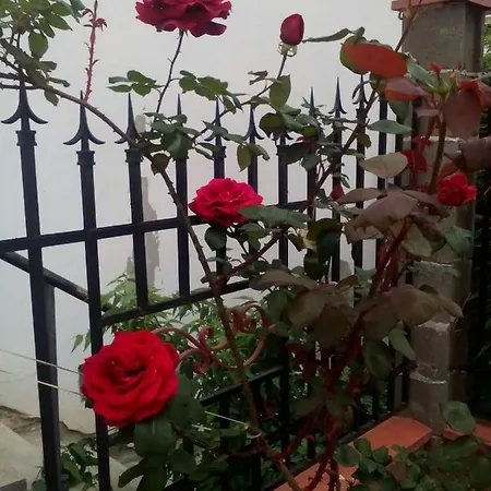 диана дик Kiten (Burgas)