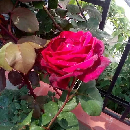 диана дик 酒店