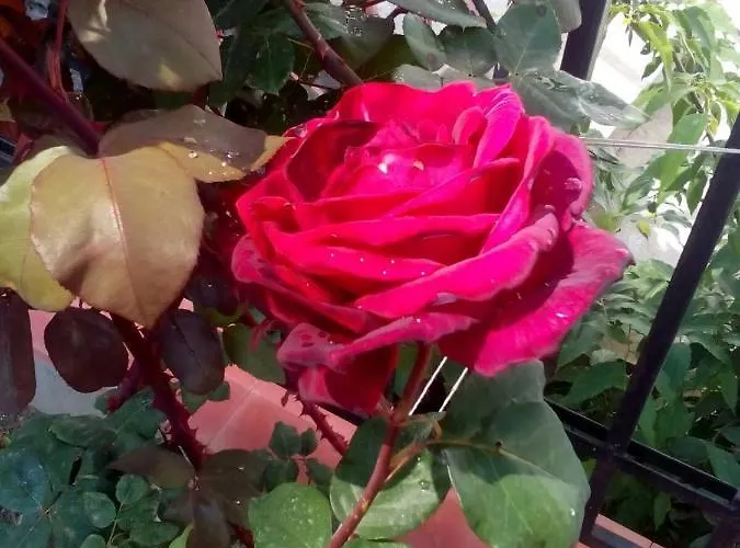 диана дик Hotel